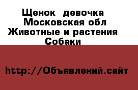 Щенок  девочка - Московская обл. Животные и растения » Собаки   